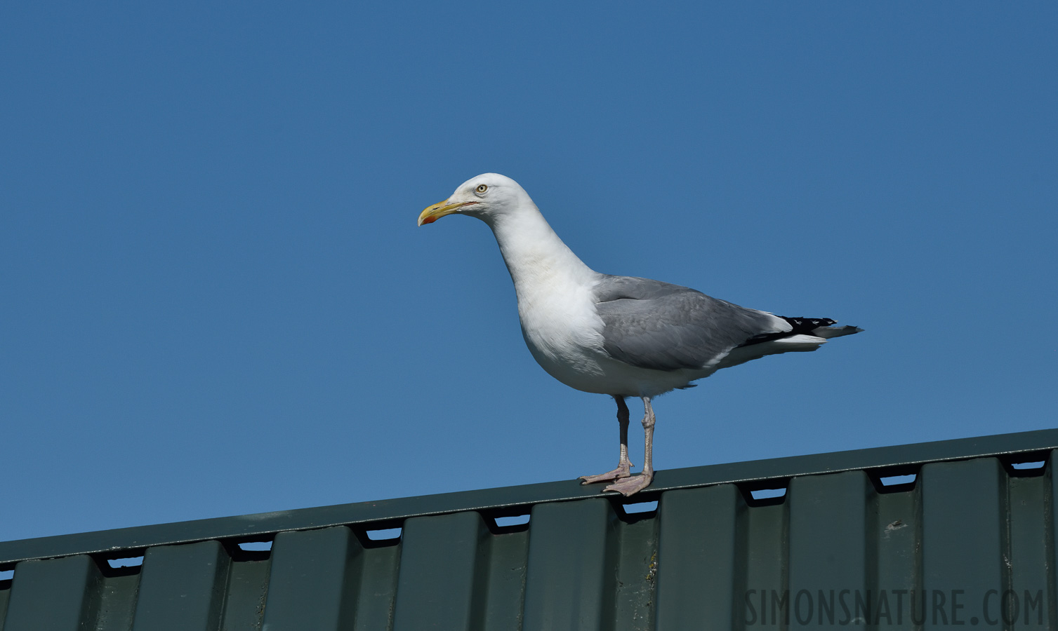 Larus smithsonianus [380 mm, 1/2500 Sek. bei f / 11, ISO 500]